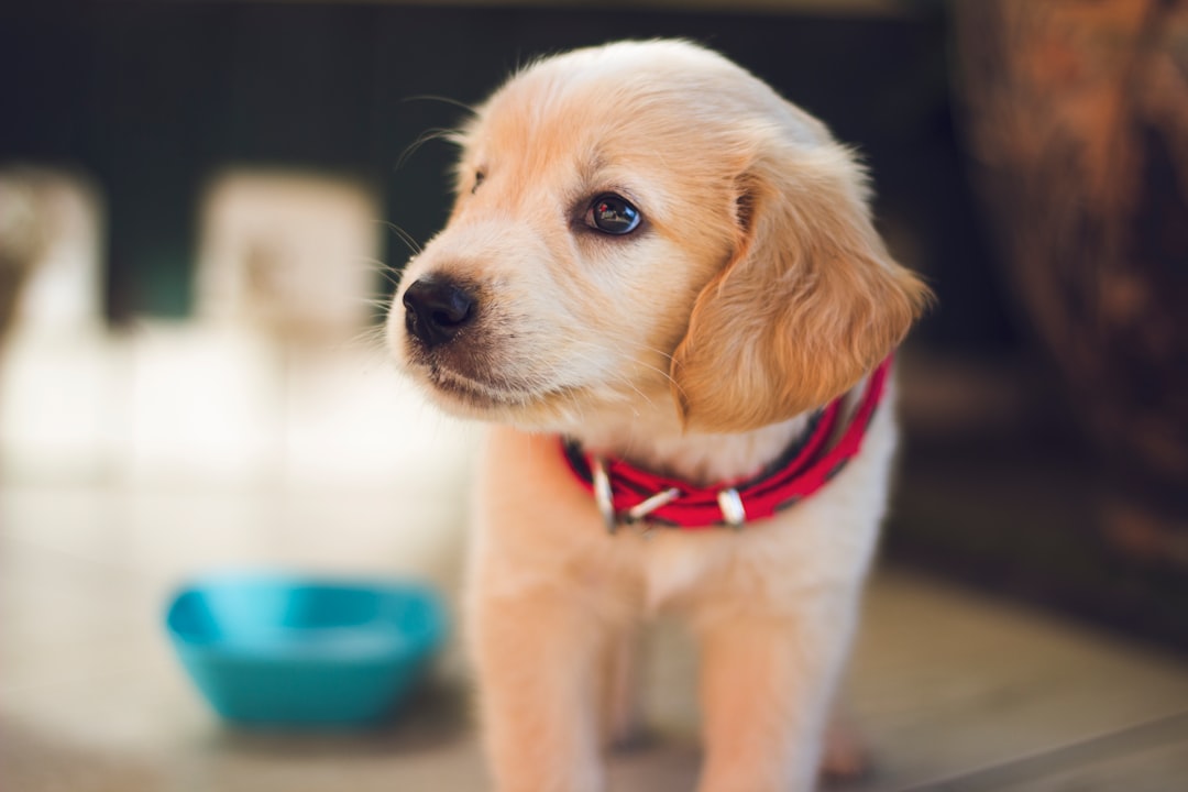 Photo dog, Coco